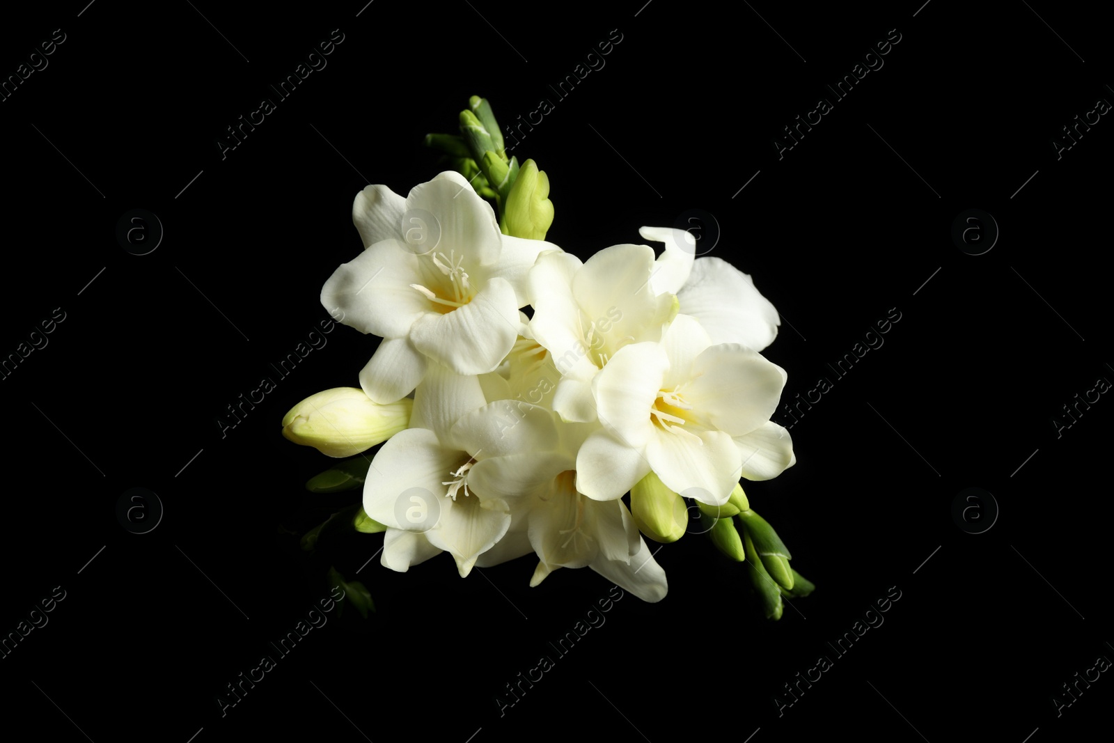 Photo of Beautiful white freesia flowers on black background