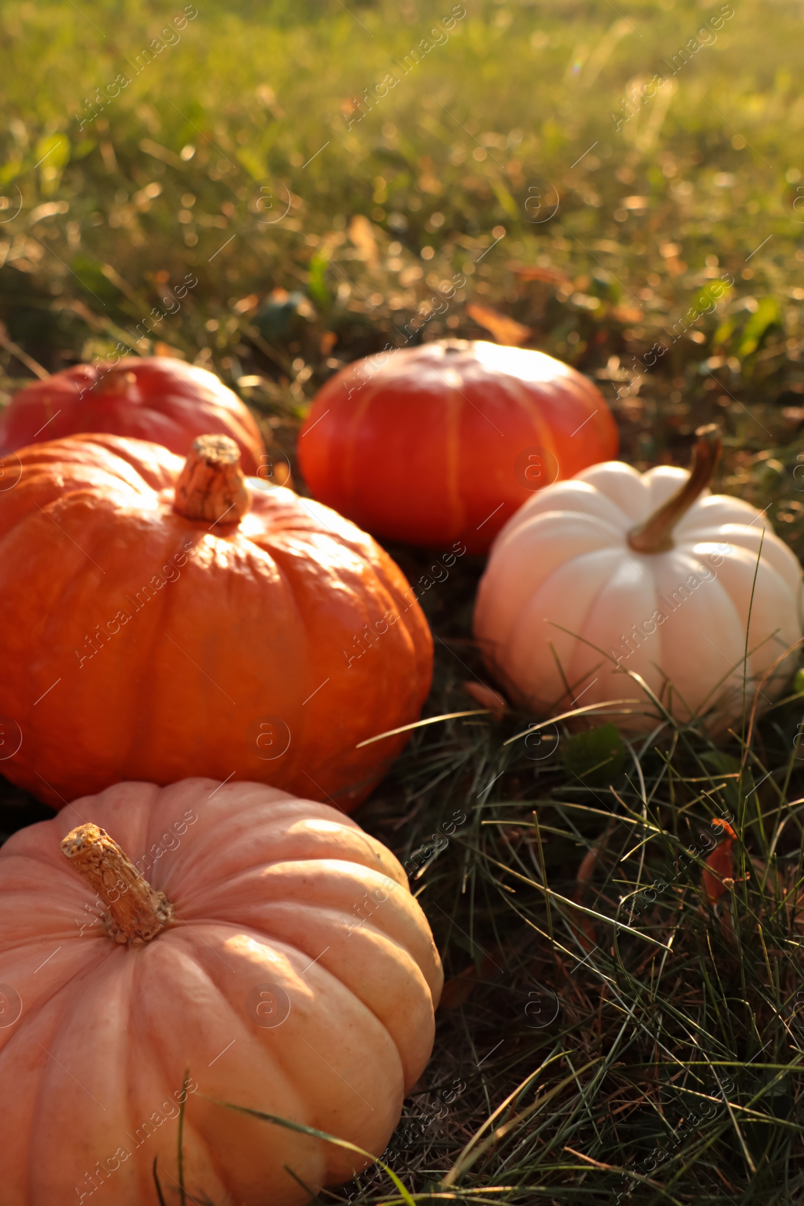 Photo of Many ripe pumpkins among green grass outdoors