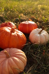 Many ripe pumpkins among green grass outdoors