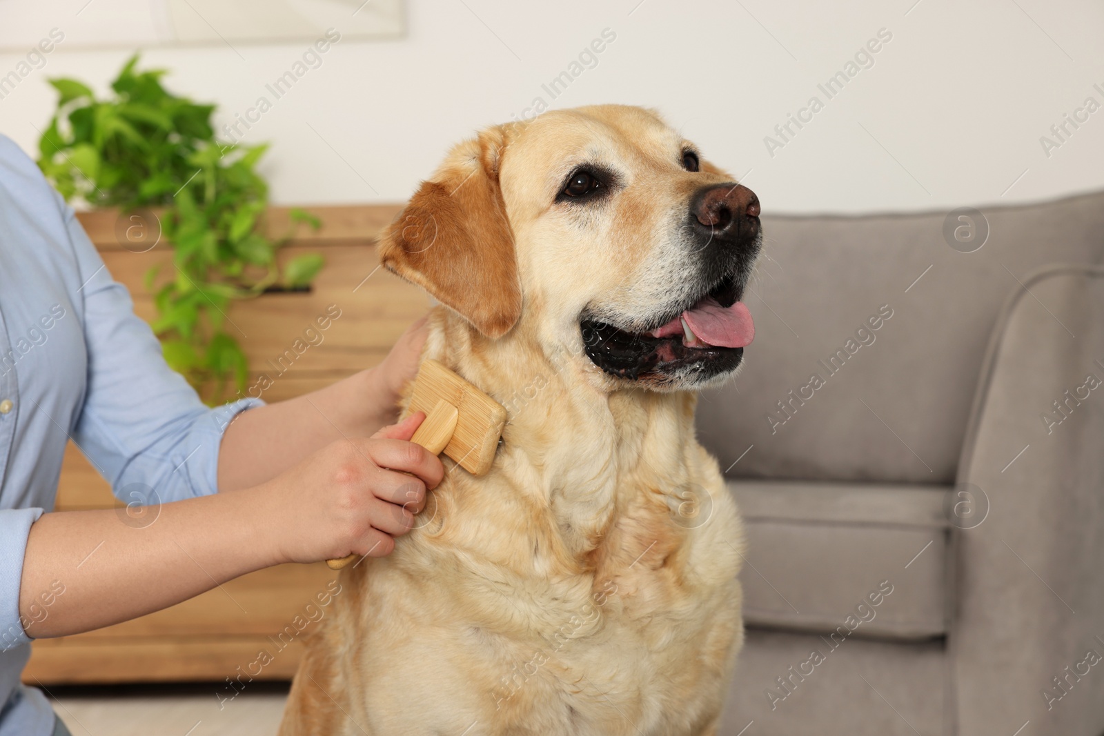 Photo of Woman brushing cute Labrador Retriever dog at home, closeup