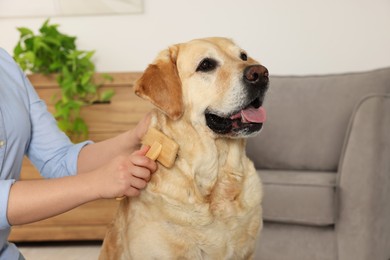 Photo of Woman brushing cute Labrador Retriever dog at home, closeup