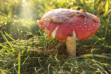 One poisonous mushroom growing in forest on sunny day, closeup. Space for text