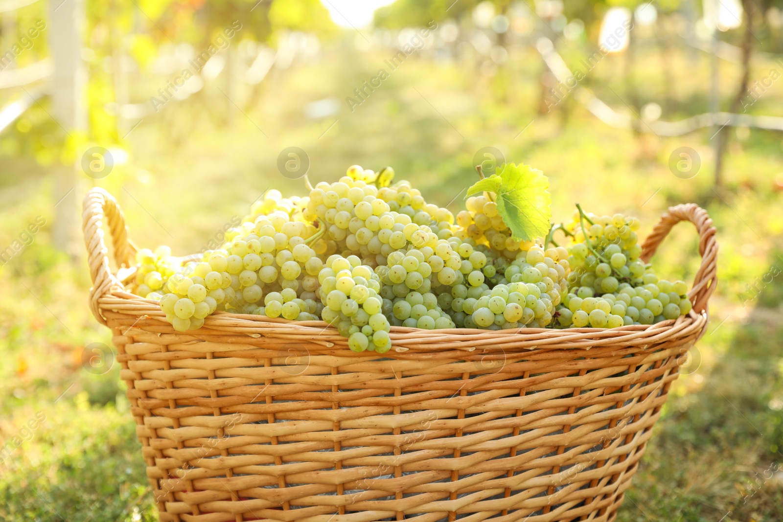 Photo of Wicker basket with fresh ripe grapes in vineyard on sunny day, closeup