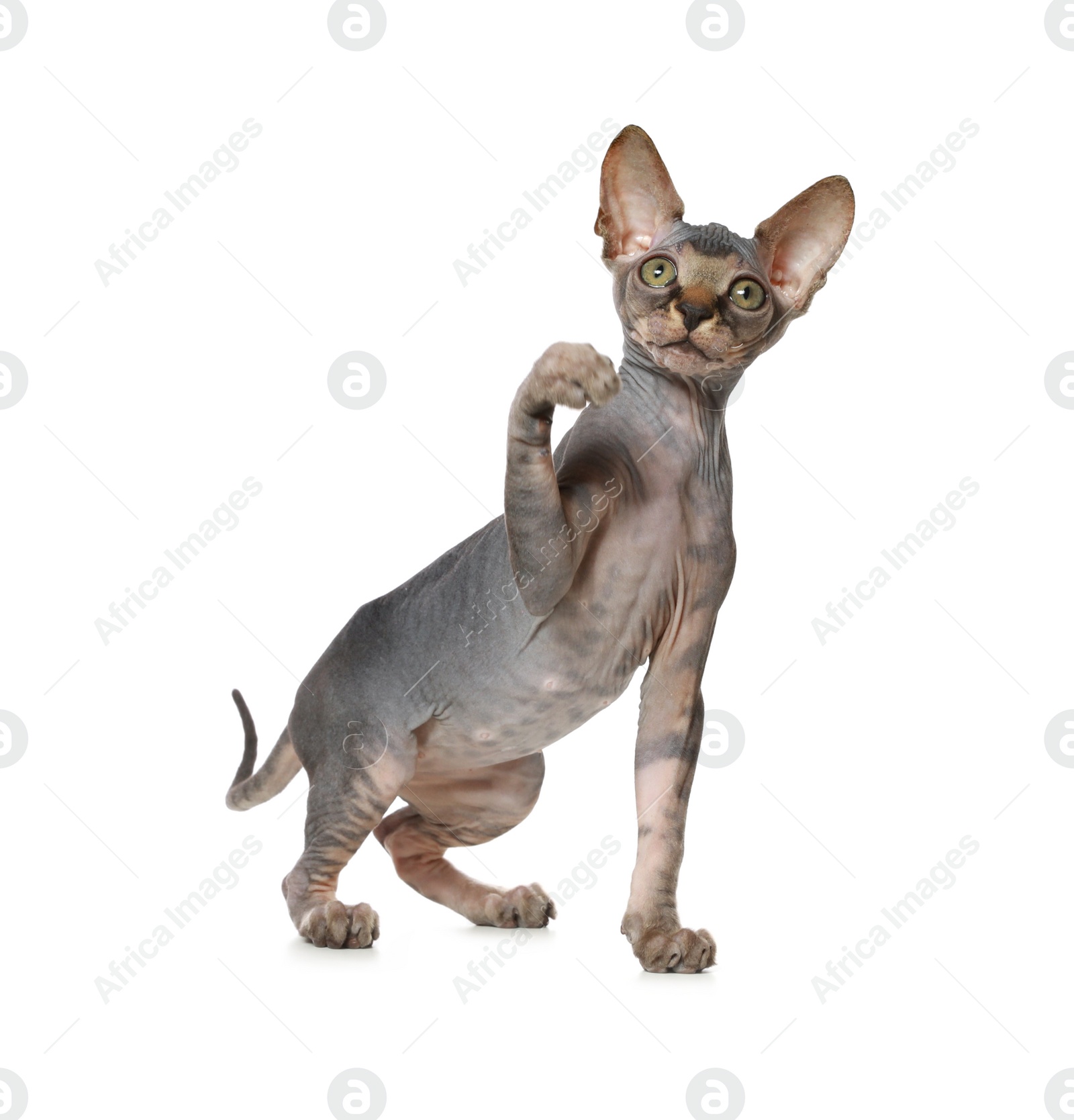 Photo of Adorable Sphynx kitten on white background. Baby animal