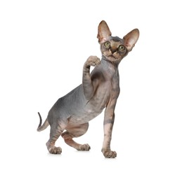 Photo of Adorable Sphynx kitten on white background. Baby animal