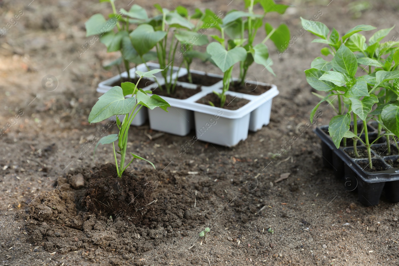 Photo of Young green seedlings growing in soil and containers outdoors