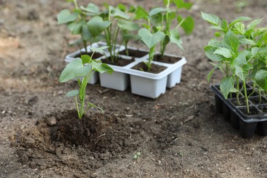 Photo of Young green seedlings growing in soil and containers outdoors