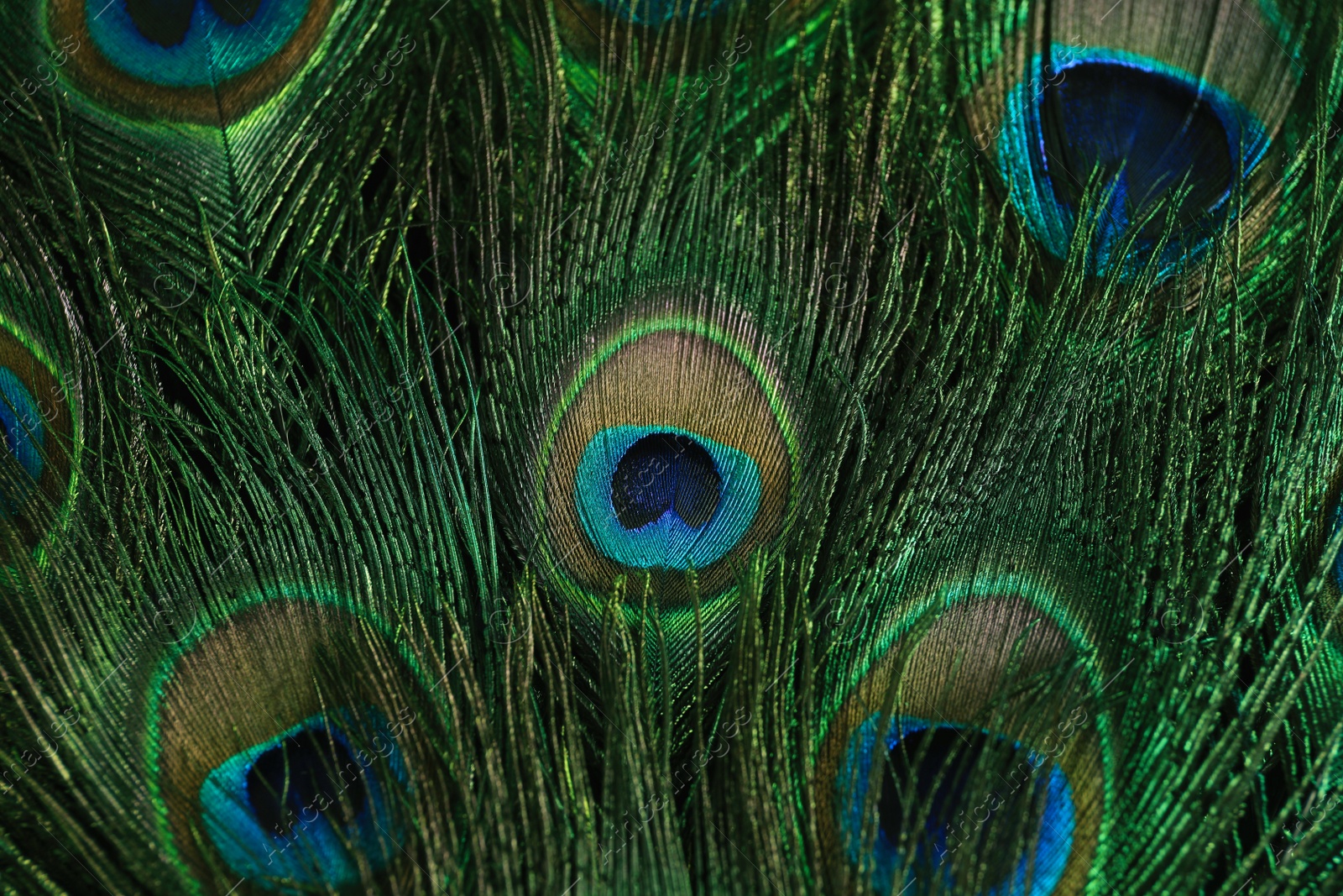 Photo of Beautiful bright peacock feathers as background, closeup