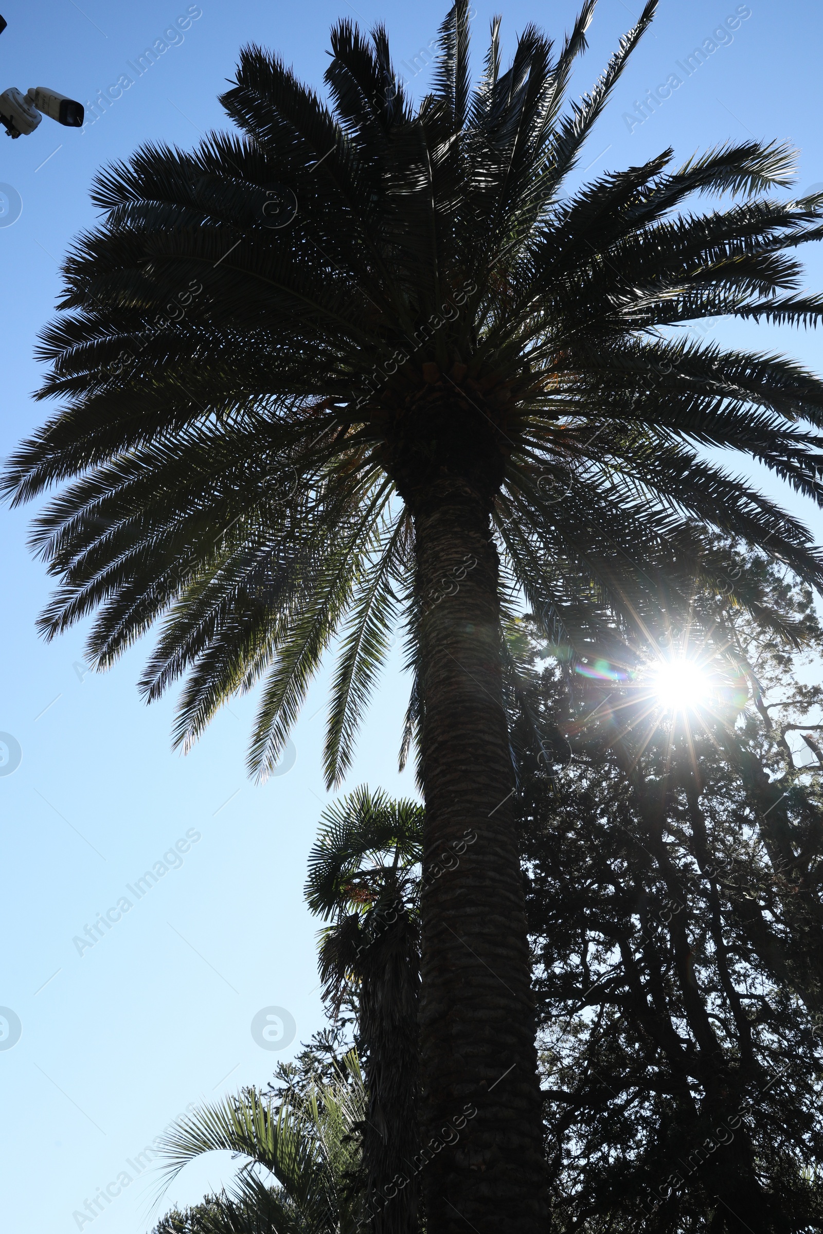 Photo of Beautiful palms and trees against blue sky, low angle view