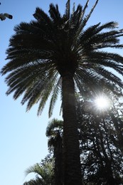 Beautiful palms and trees against blue sky, low angle view