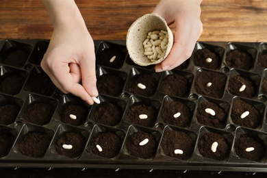 Woman planting beans into fertile soil at wooden table, closeup. Vegetable seeds