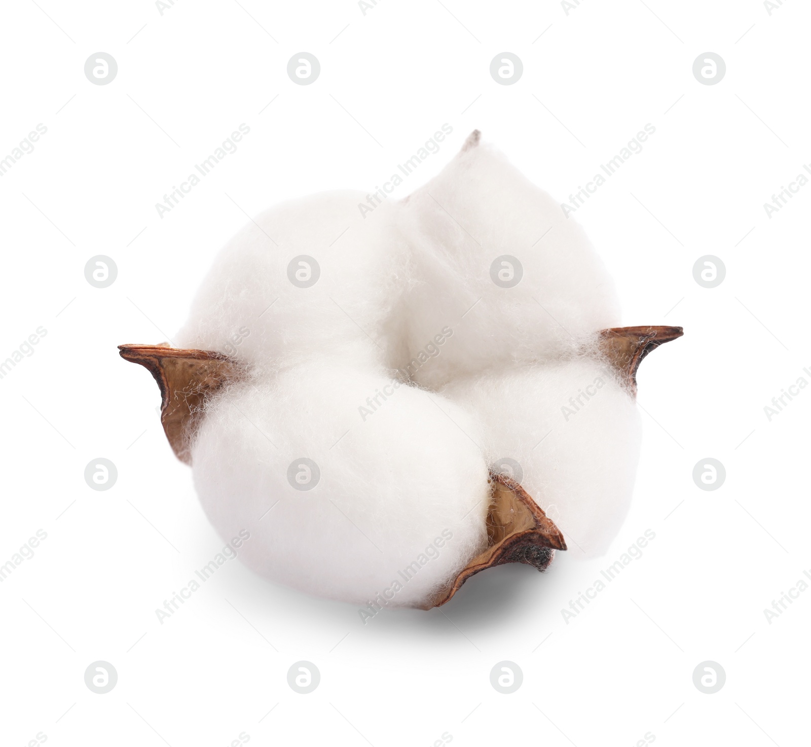 Photo of One soft cotton flower isolated on white