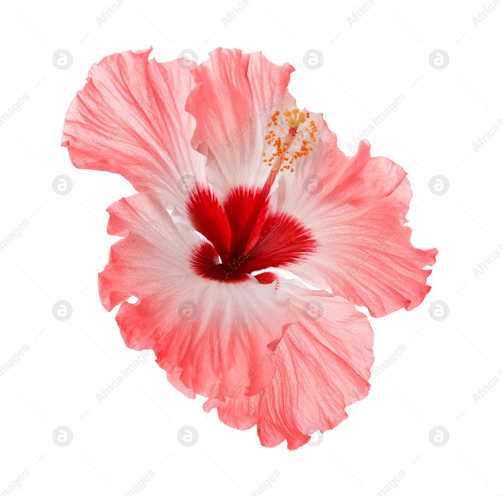 Image of Beautiful tropical hibiscus flower isolated on white