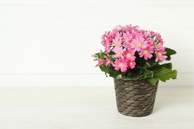 Beautiful pink cineraria plant in flower pot on white wooden table. Space for text