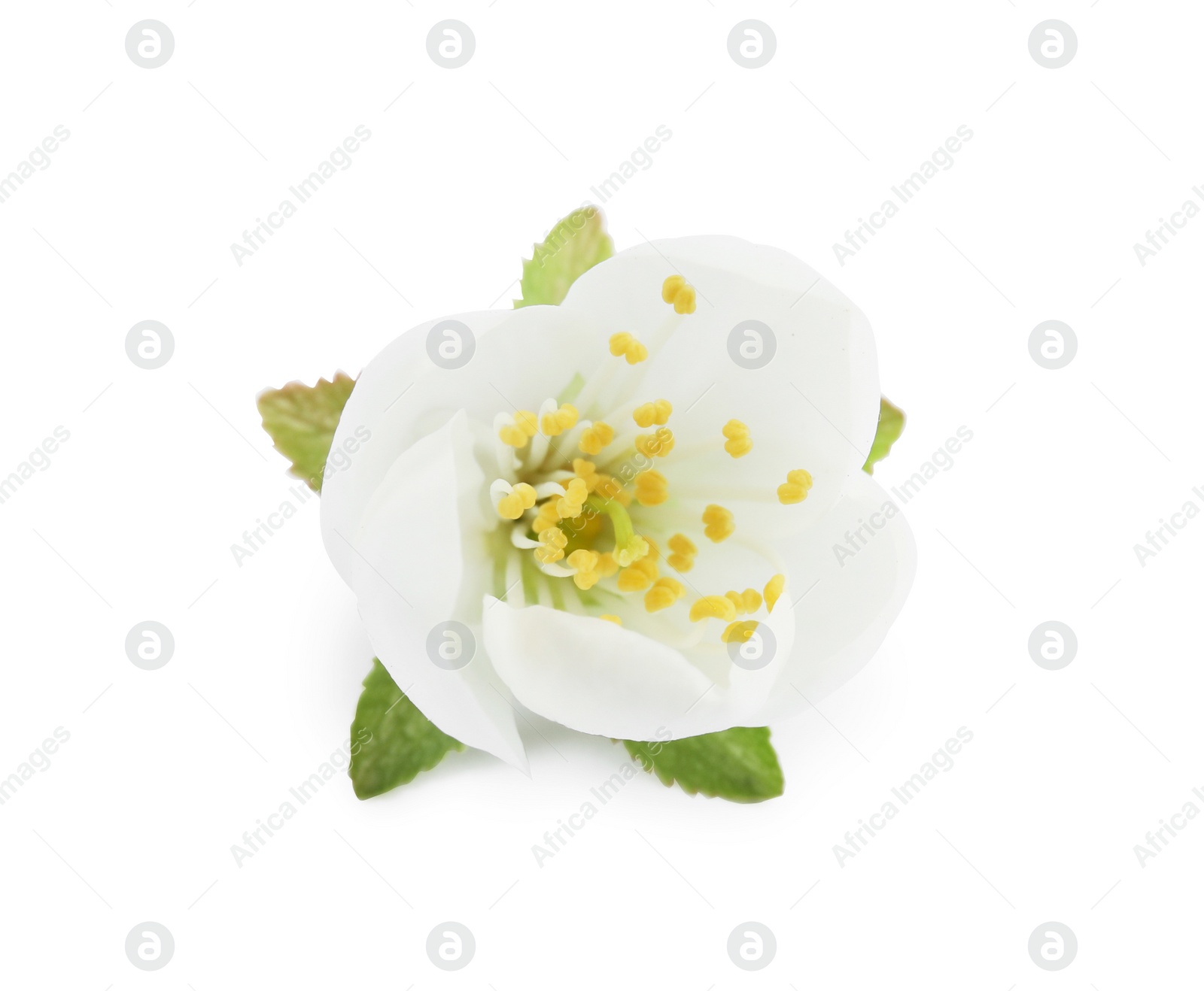 Photo of Beautiful flower of blooming spring tree on white background