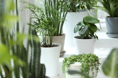 Photo of Many beautiful potted houseplants on windowsill indoors