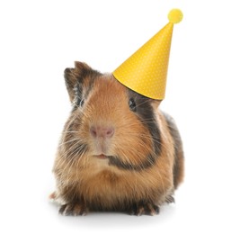 Image of Cute Guinea pig with party hat on white background