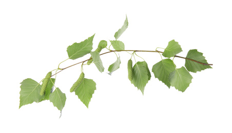 Photo of Branch of birch tree with young fresh green leaves and buds isolated on white. Spring season