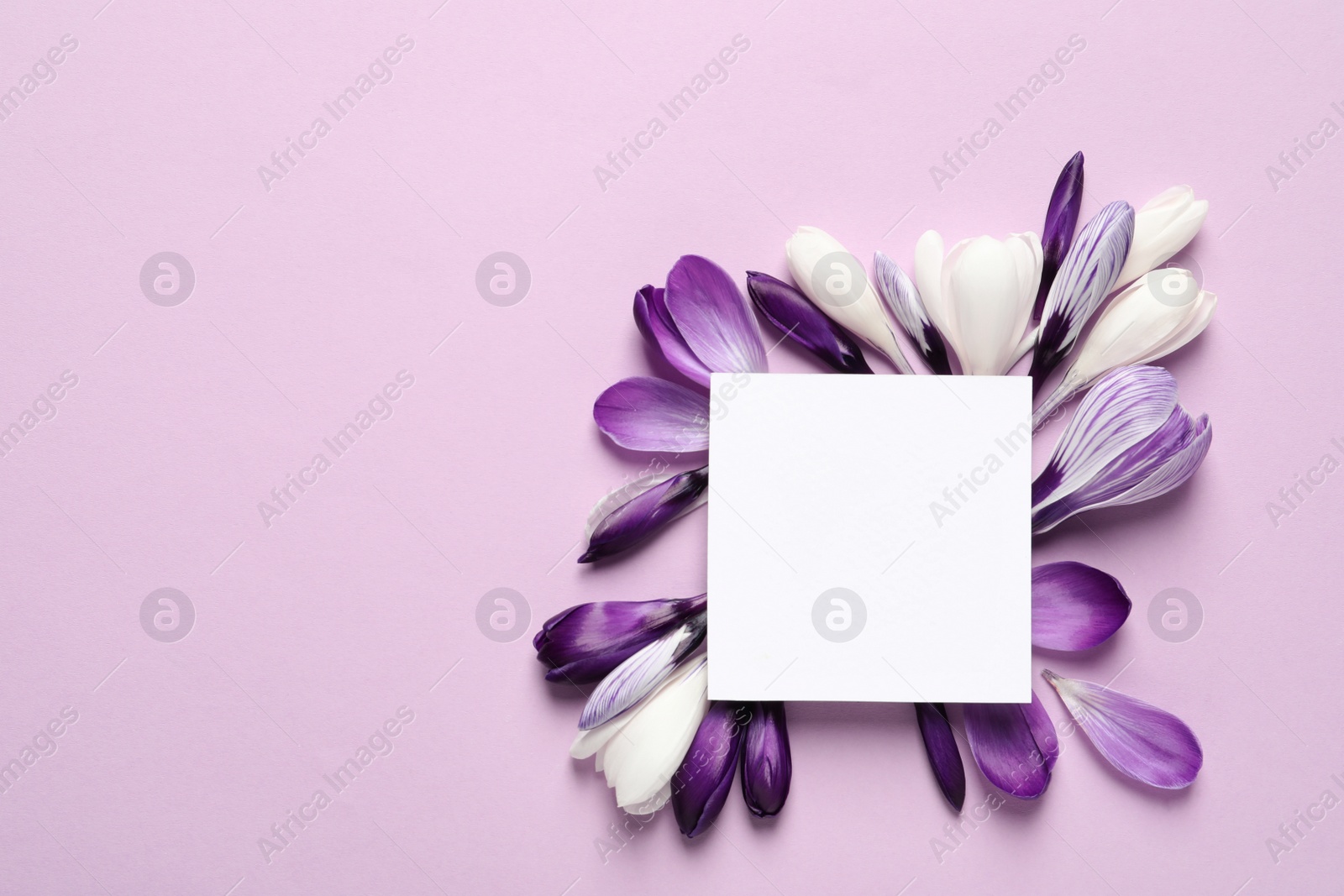 Photo of Beautiful spring crocus flowers and card on color background, top view. Space for text