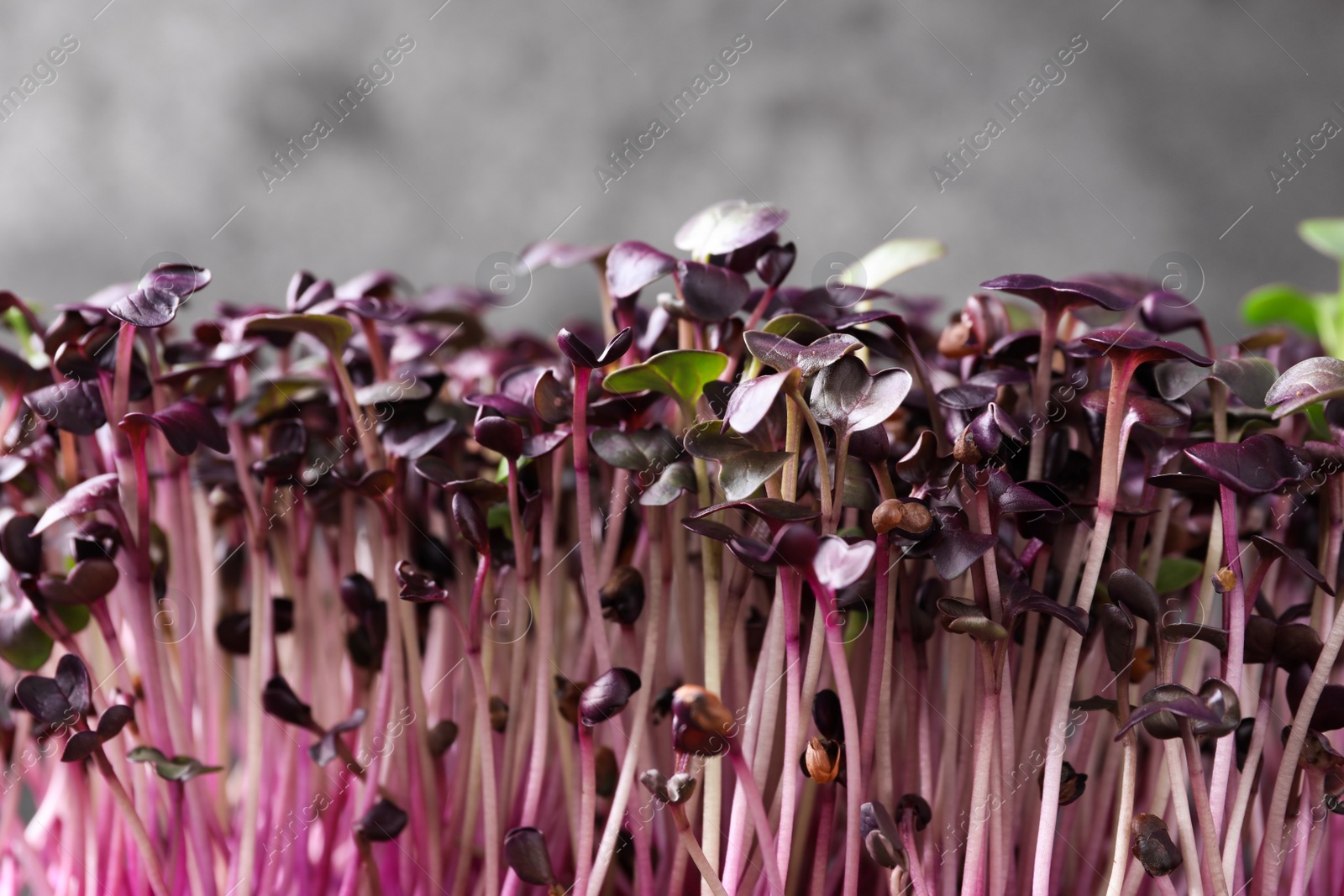 Photo of Fresh organic microgreen on grey background, closeup