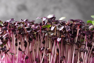 Photo of Fresh organic microgreen on grey background, closeup