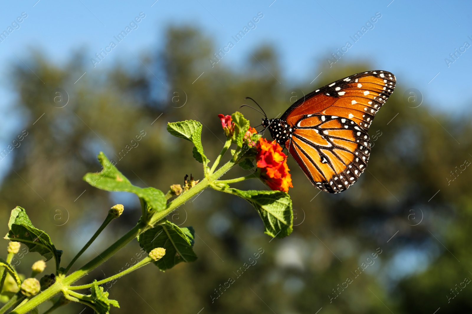 Photo of Beautiful orange Monarch butterfly on plant outdoors