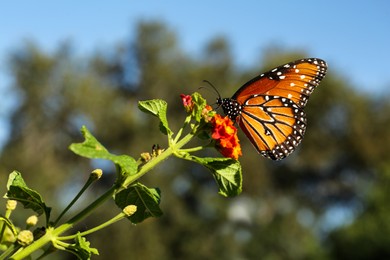 Beautiful orange Monarch butterfly on plant outdoors