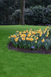 Photo of Beautiful yellow daffodil flowers growing in park