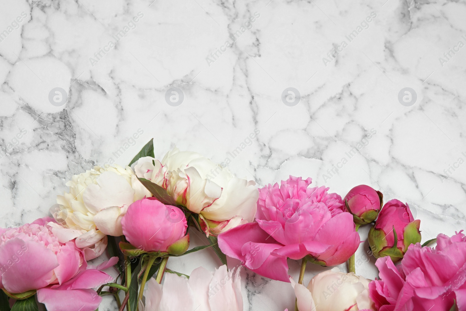 Photo of Beautiful peonies on white marble background, flat lay. Space for text