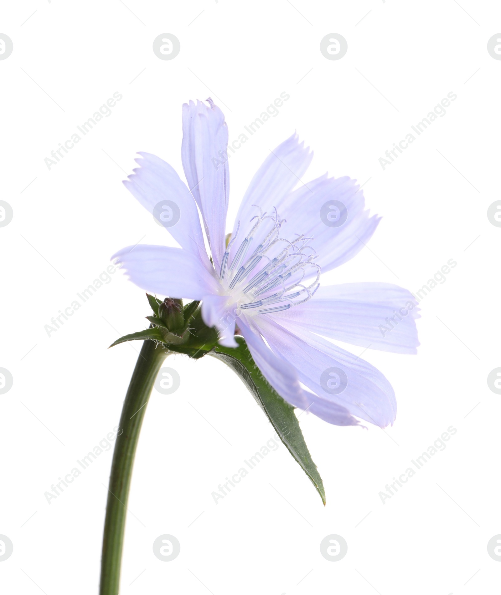 Photo of Beautiful blooming chicory flower isolated on white