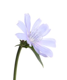 Beautiful blooming chicory flower isolated on white