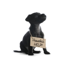 Cute little dog with blank cardboard sign on white background. Homeless pet