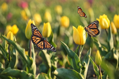 Beautiful butterflies and blossoming tulips outdoors on sunny spring day