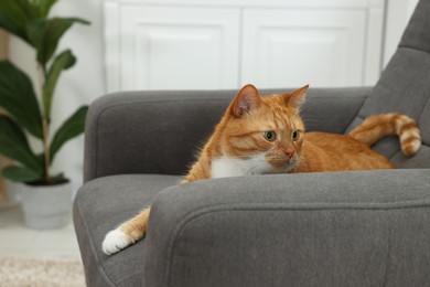 Photo of Cute ginger cat lying on armchair at home