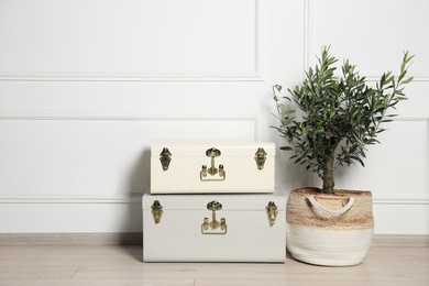 Beautiful young potted olive tree and suitcases indoors. Interior design