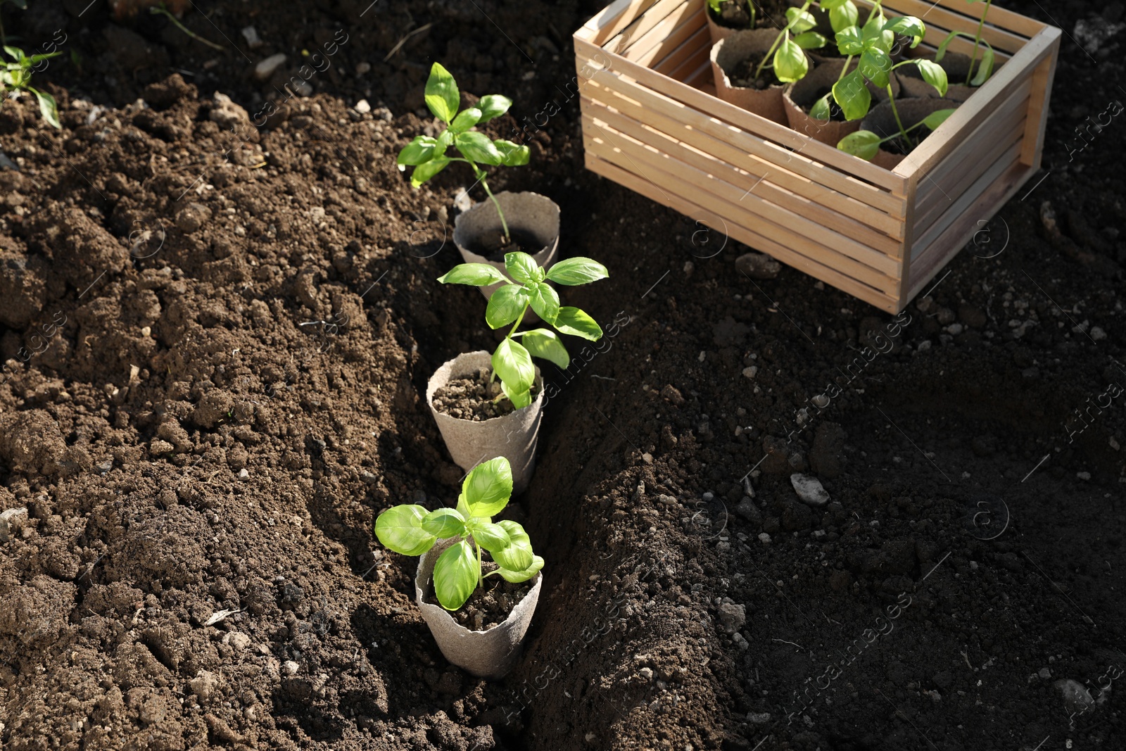 Photo of Beautiful seedlings in peat pots on soil outdoors