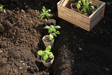 Photo of Beautiful seedlings in peat pots on soil outdoors