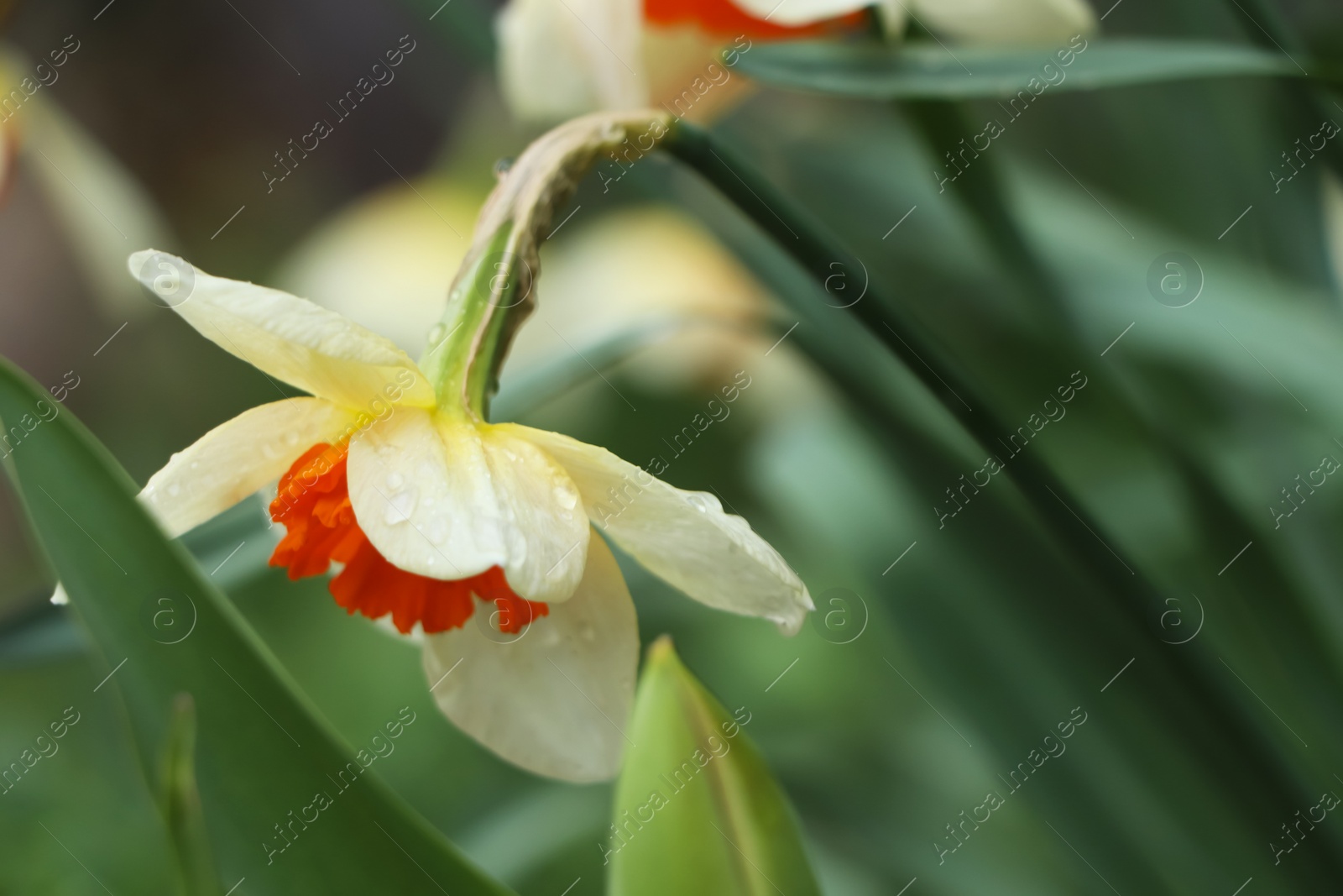 Photo of Beautiful blooming daffodil with water drops outdoors on spring day, closeup