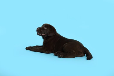 Photo of Cute chocolate Labrador Retriever puppy on light blue background
