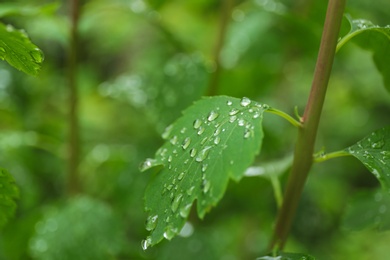 Photo of Green plant with wet foliage outdoors on rainy day, closeup