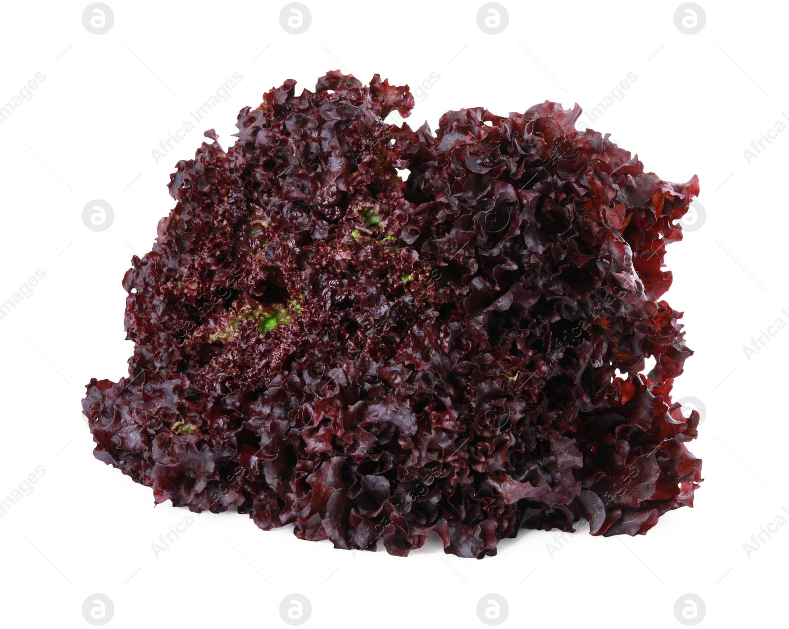 Photo of Head of fresh red coral lettuce isolated on white