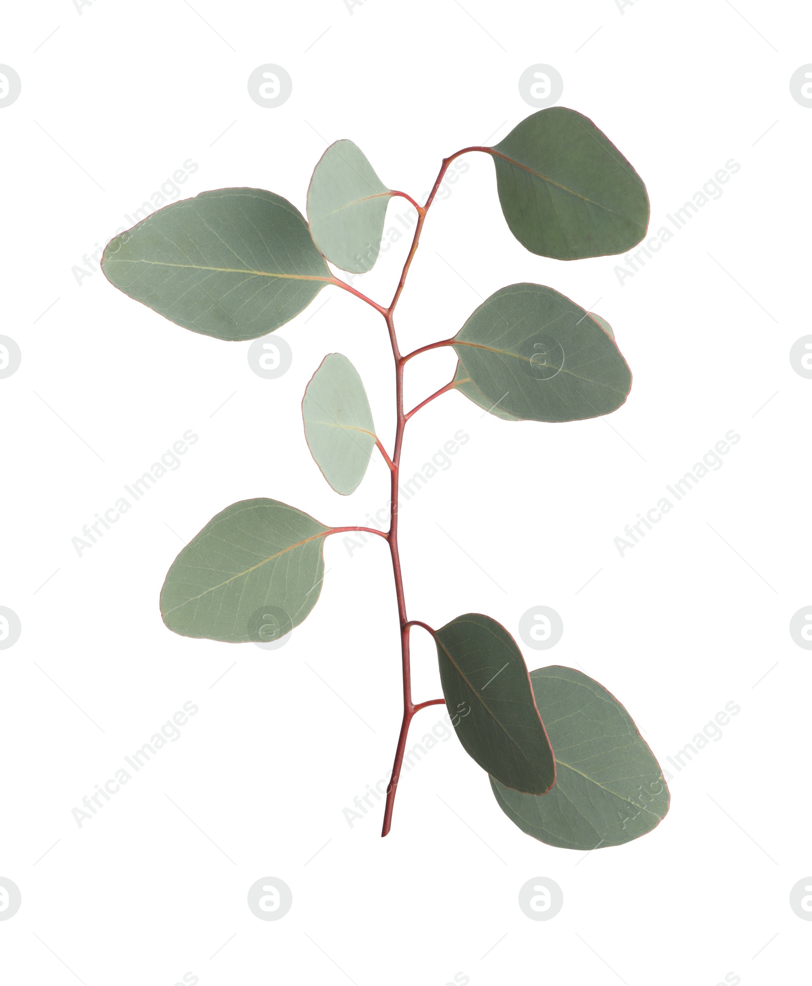 Photo of Eucalyptus branch with fresh leaves isolated on white