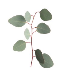 Photo of Eucalyptus branch with fresh leaves isolated on white