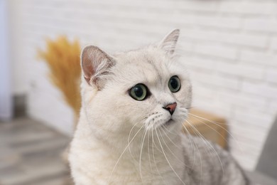 Photo of Adorable white British Shorthair cat indoors, closeup. Cute pet