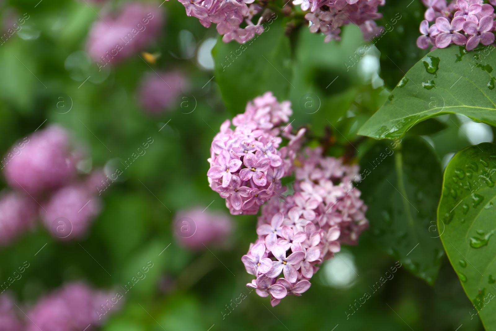 Photo of Closeup view of beautiful blossoming lilac bush outdoors