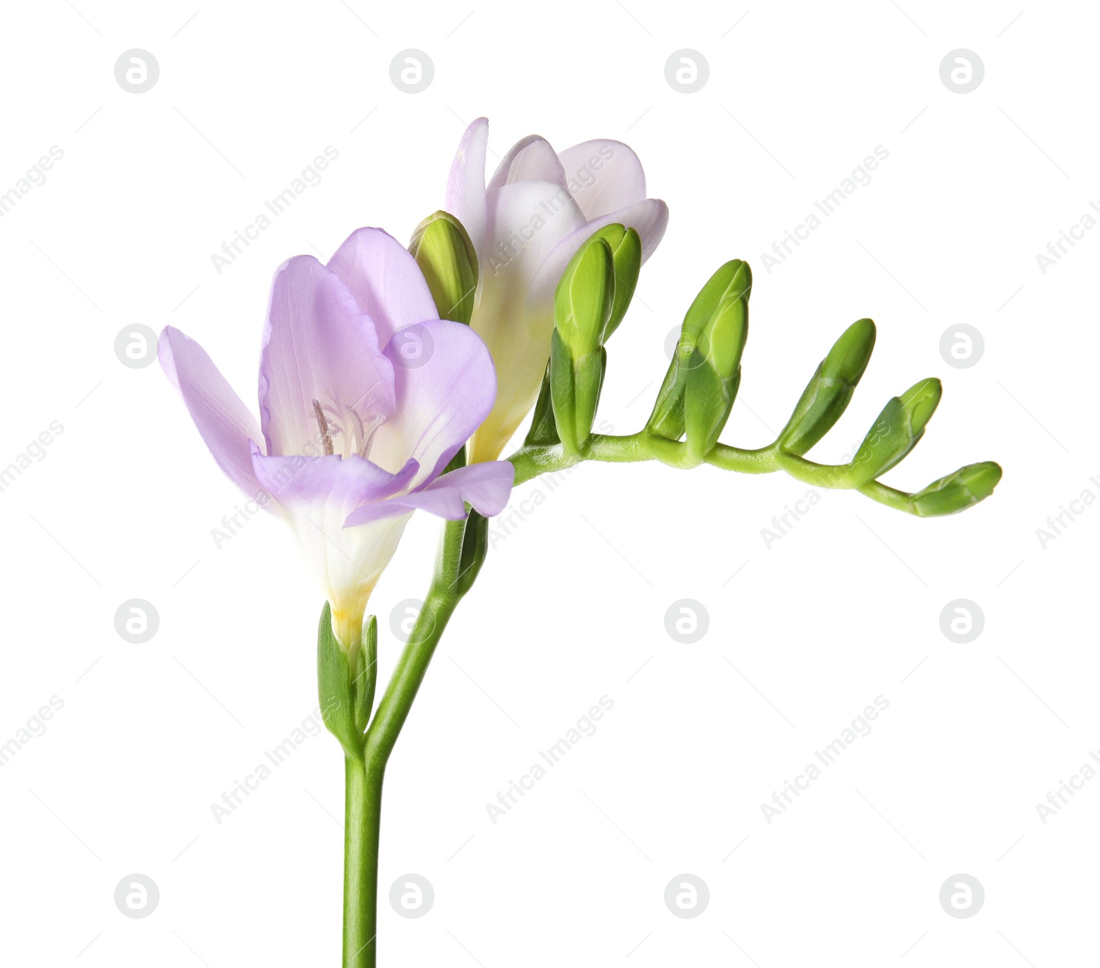 Photo of Beautiful freesia with fragrant flowers on white background