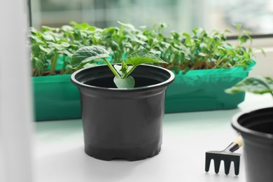 Photo of Seedlings growing in plastic containers with soil and gardening tools on windowsill