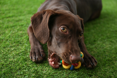 Photo of German Shorthaired Pointer dog playing with toy on green grass