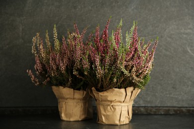 Beautiful heather flowers in pots on dark grey table