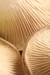 Photo of Fresh oyster mushrooms as background, macro view